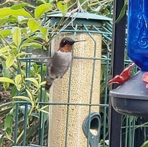 Meet your Posher, Suzanne